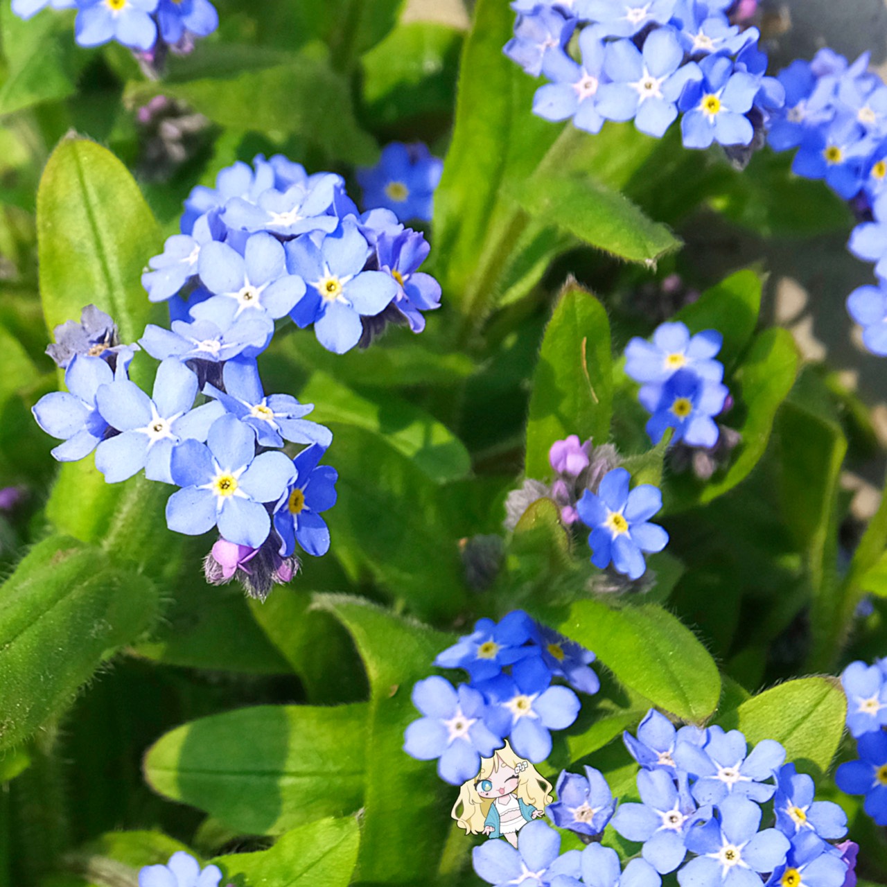 みお（Myosotis）
