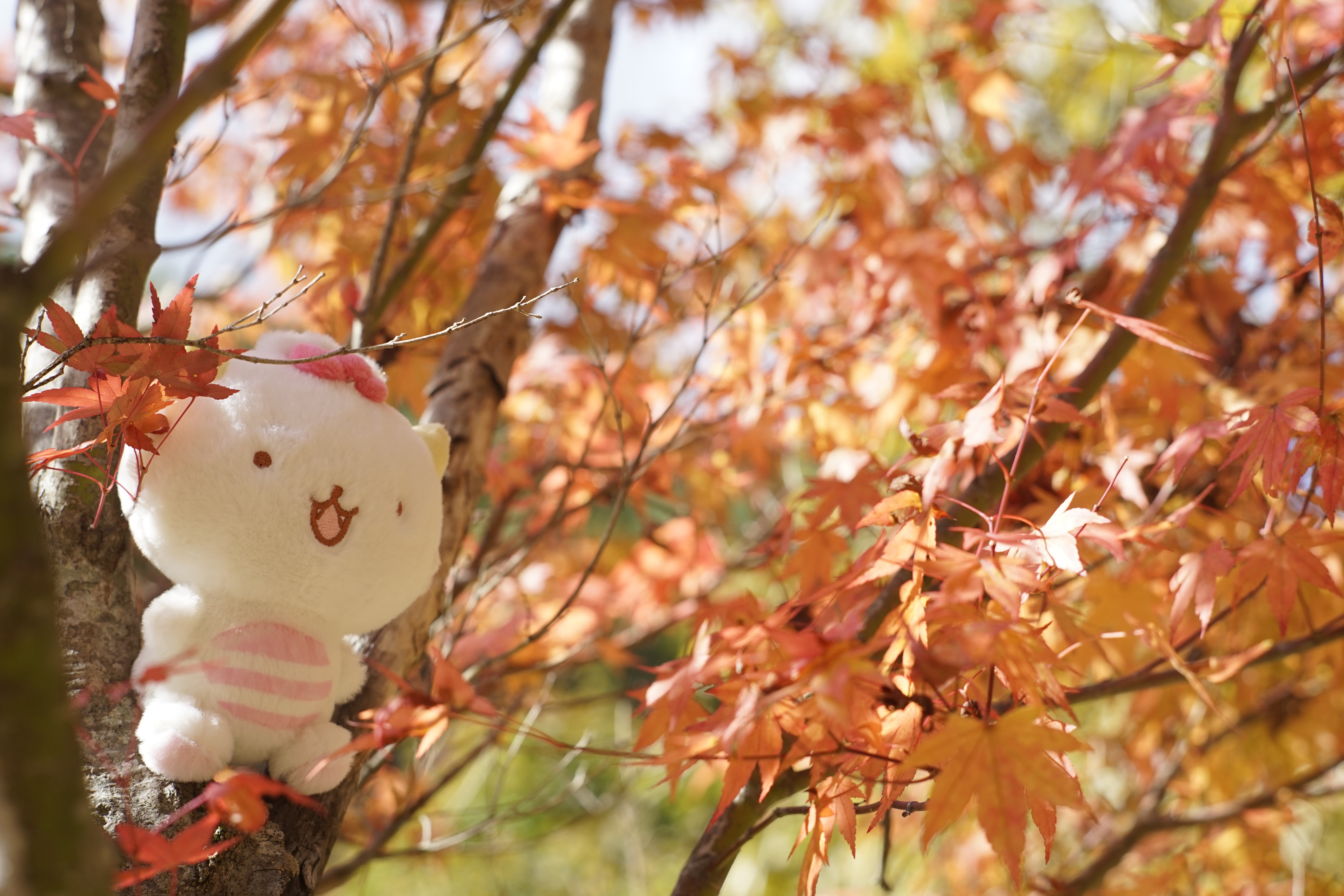 毎朝快便のだいじろう⚡️