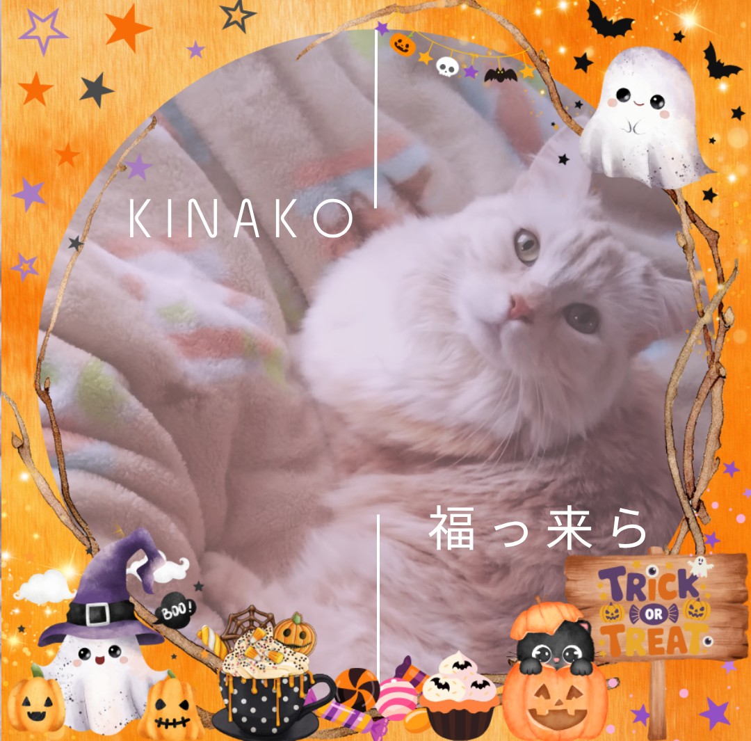 🫧𝓚☘︎︎きなこ⁎✧⡱