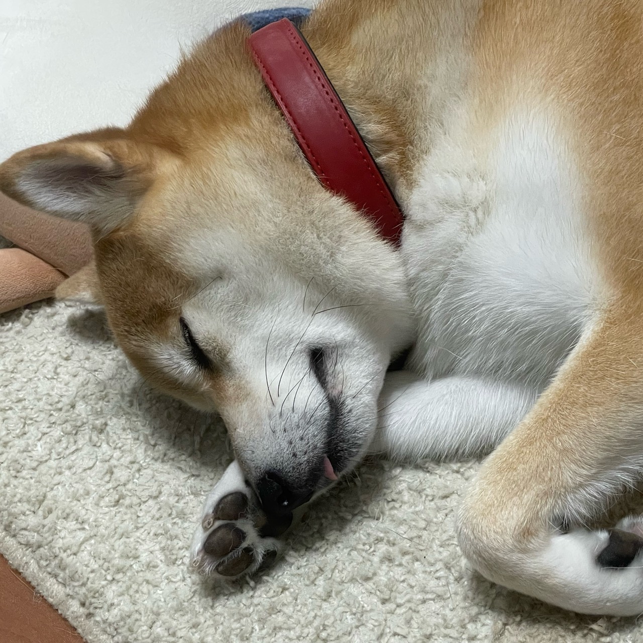 不思議の国の朝日奈聖楓🍻🐾⎊💉💤