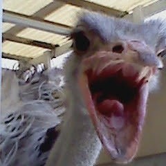 🖤⛄ブラックスノー💫✨