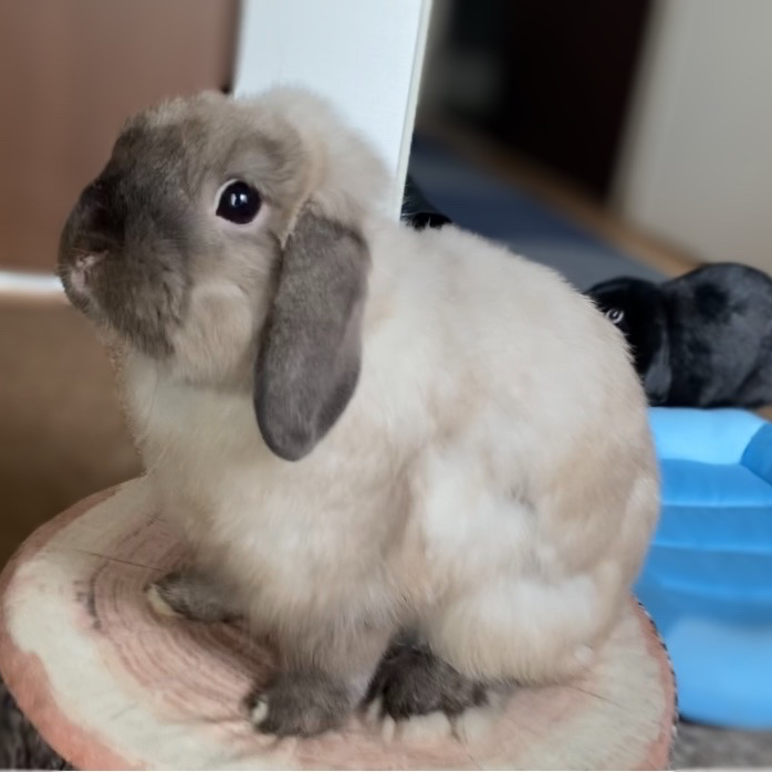 いち。