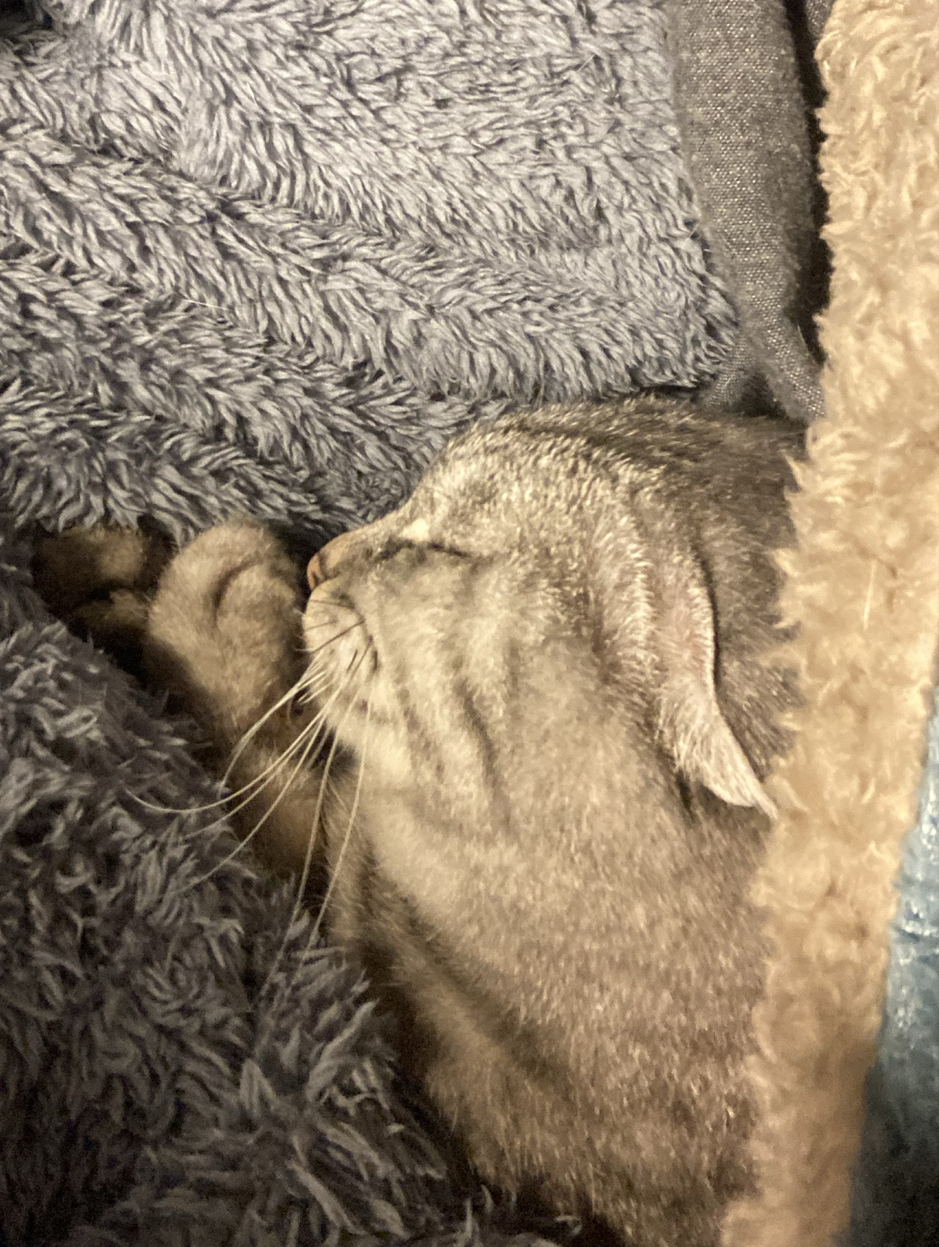 まえのめりクレソン