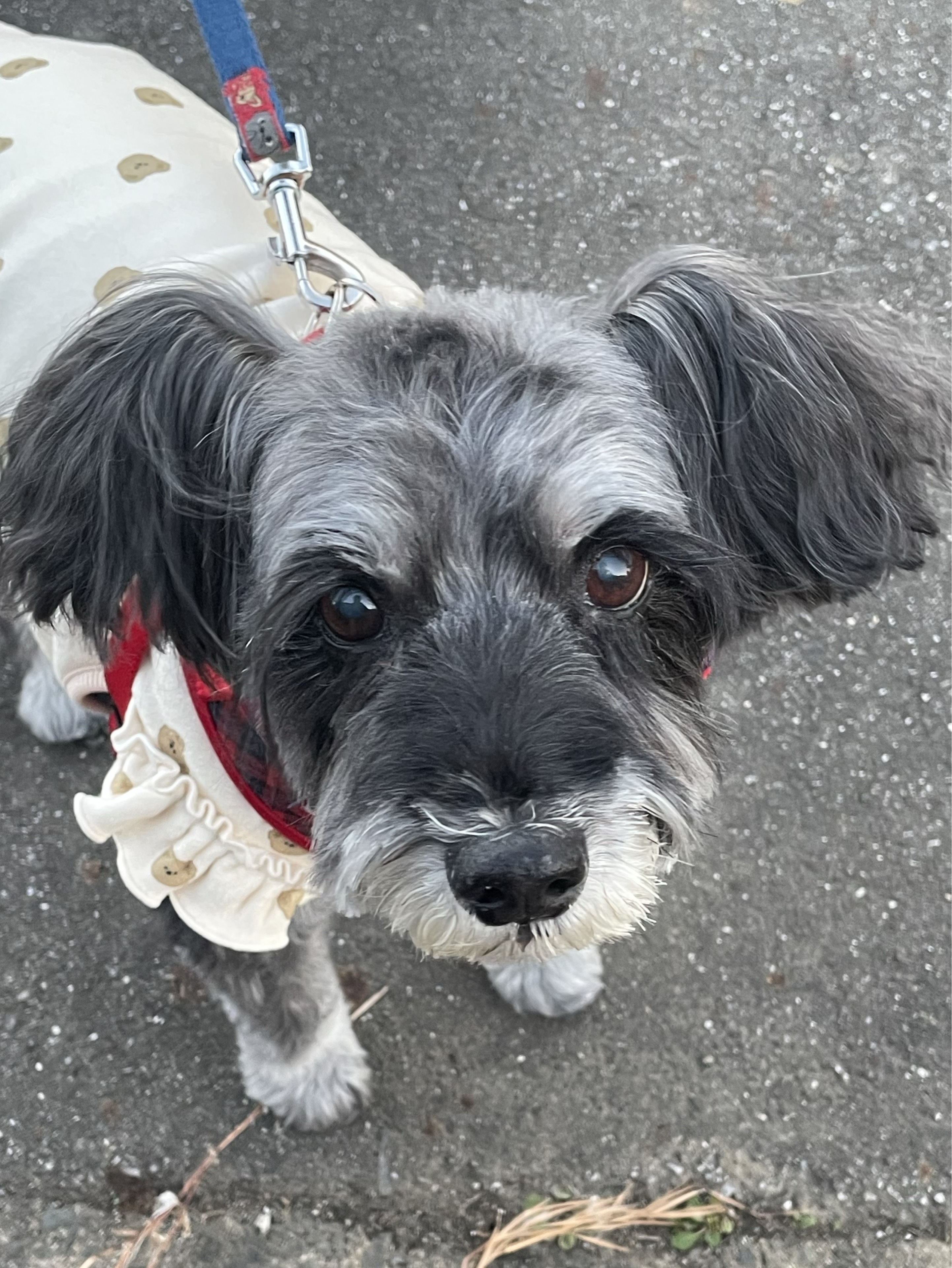 𓍯*ミークン𓍯*☦ ℒ❦.🎤*…🌷♾