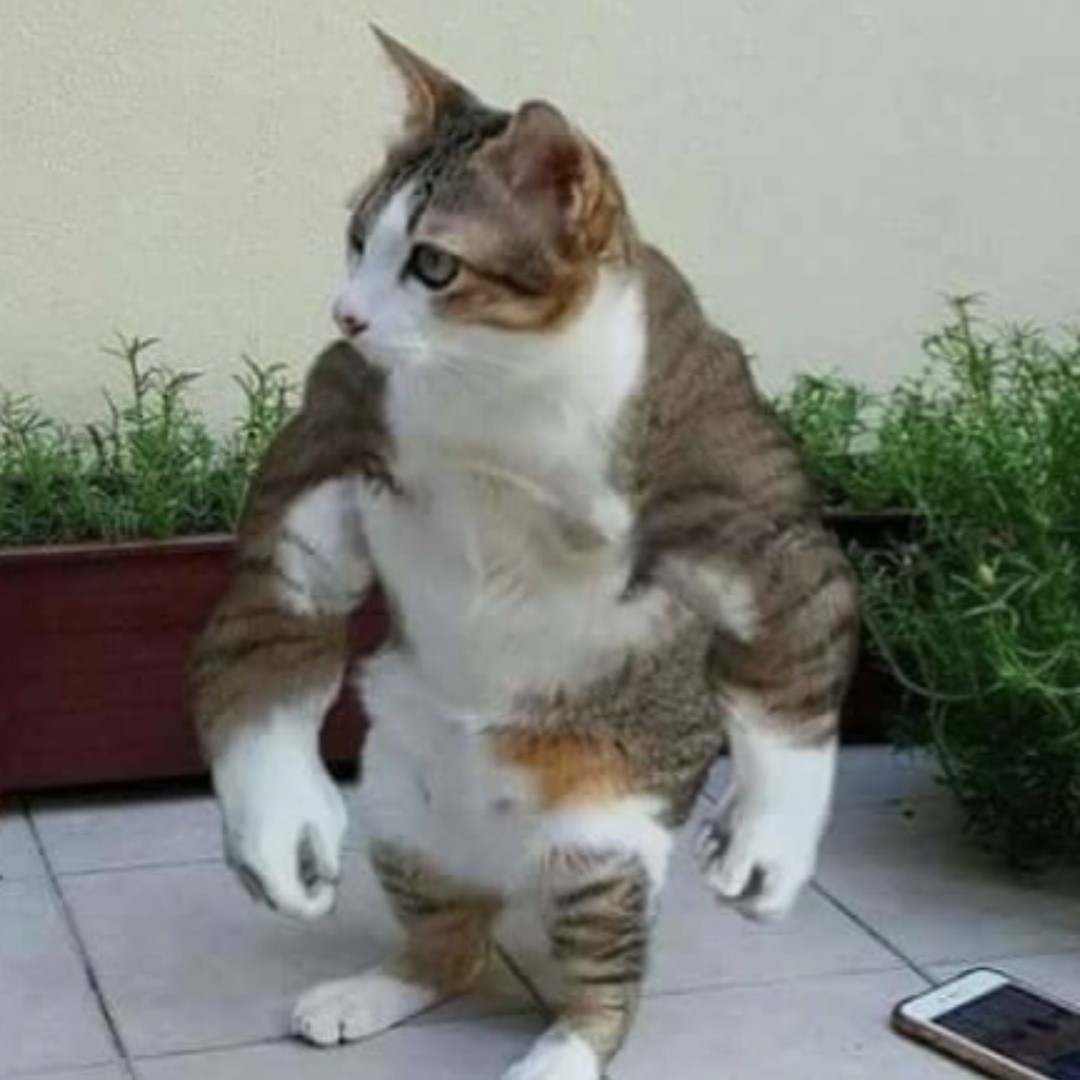 🐱猫無双🐱50