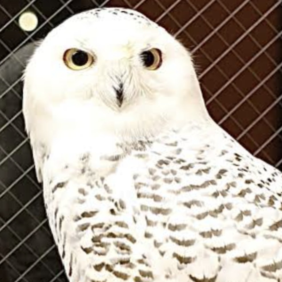 金梟の目(サガン)ꫝྀ⌚︎