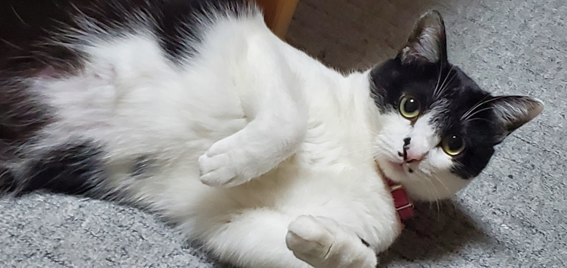 𓀗...スタローン🌼