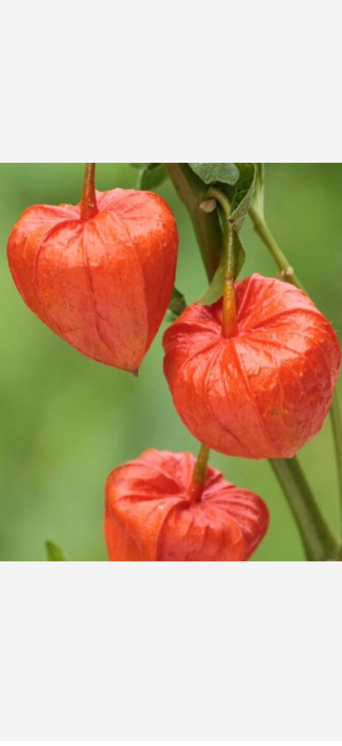 みーー！🎹🍤