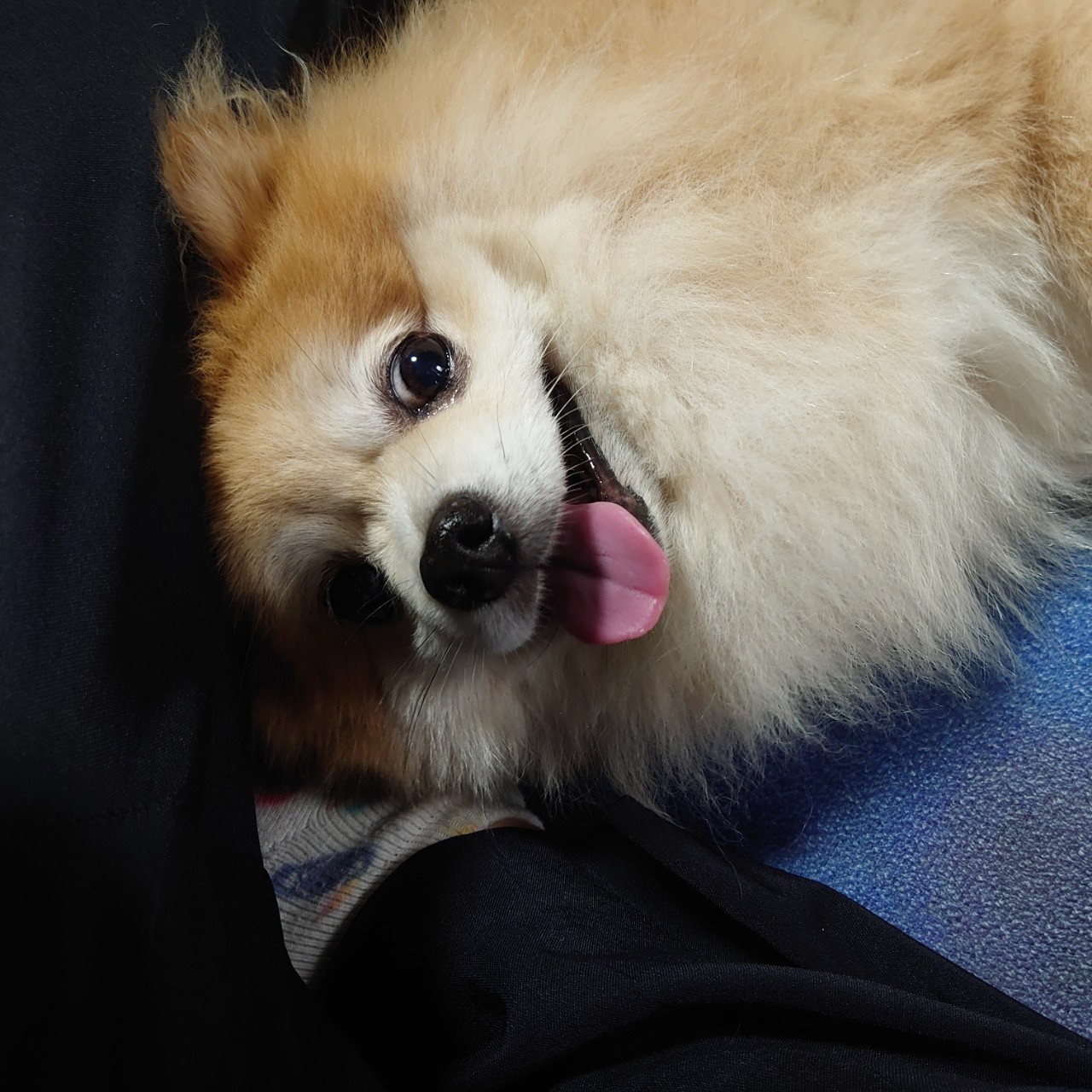 たぬきち