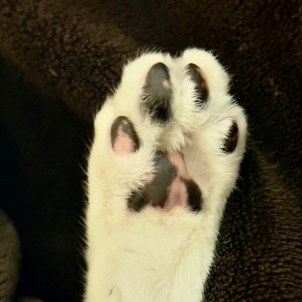 あめこ。少数精鋭 少尉