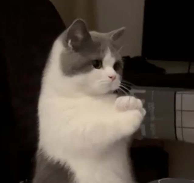 ぴゃあにっしも