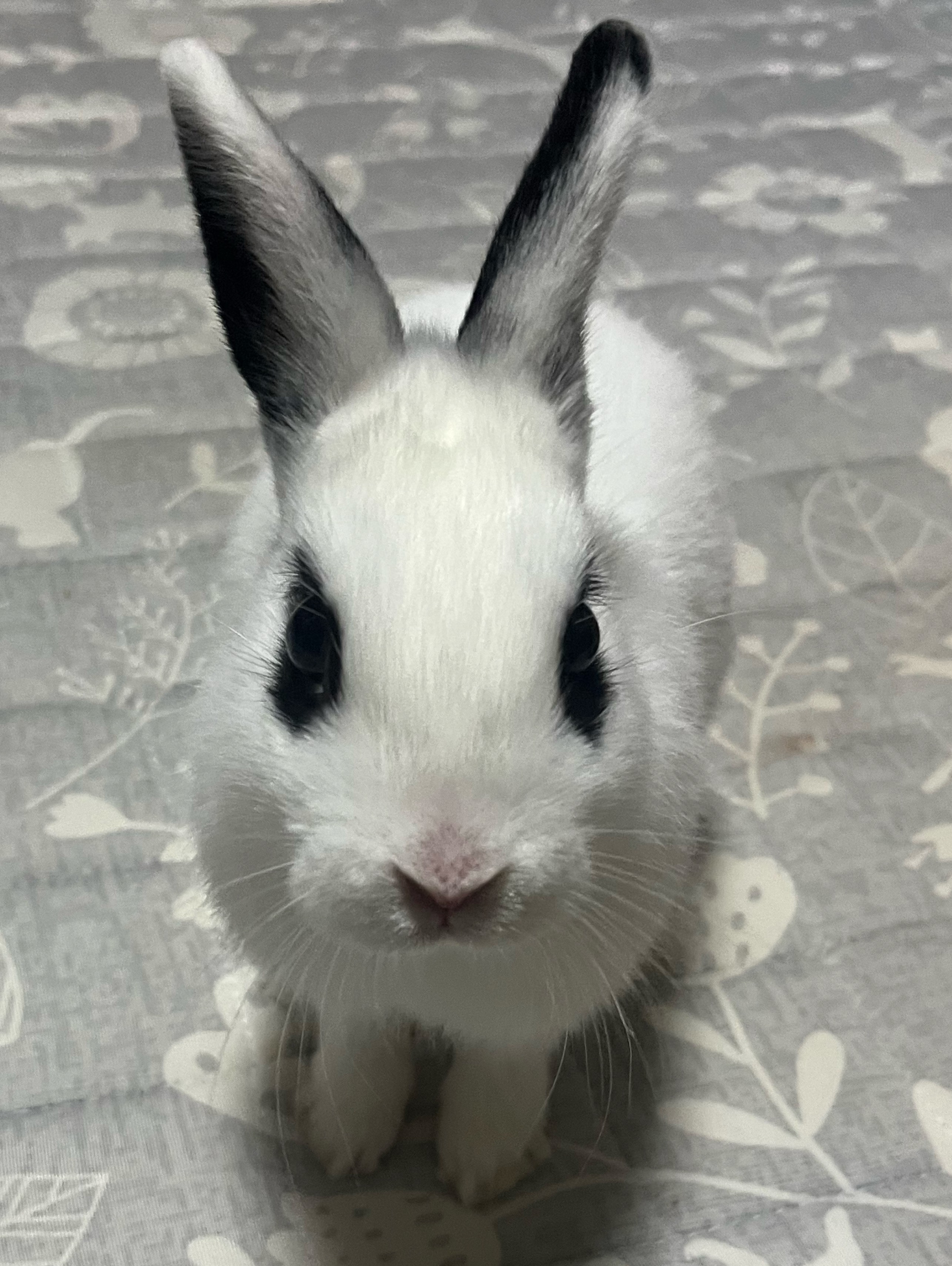 春花 ¨̮𖠚໊ 𝕾 ꒰ঌ。*