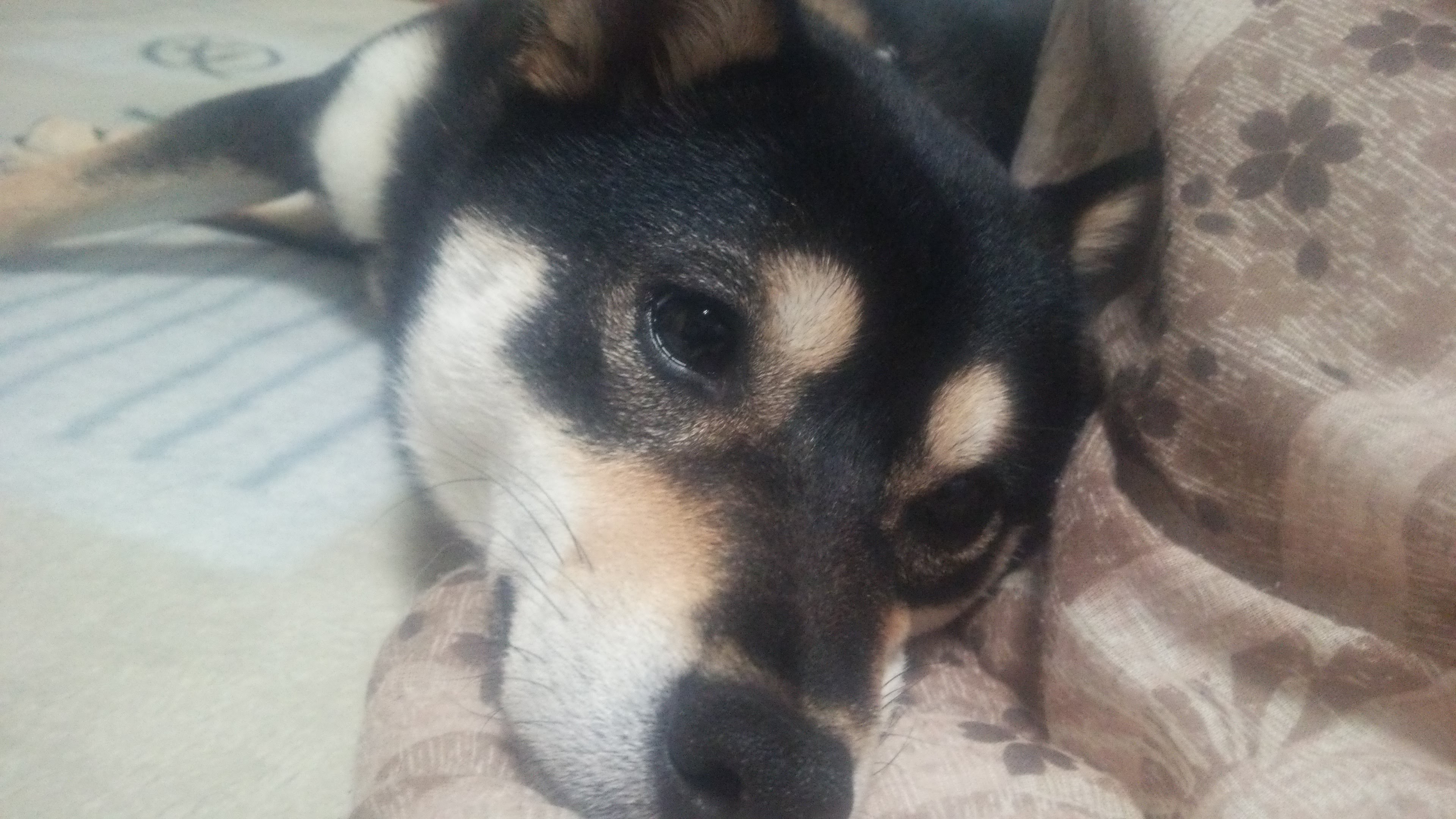 TARAKO🍫 ☊_(`･ω･´)