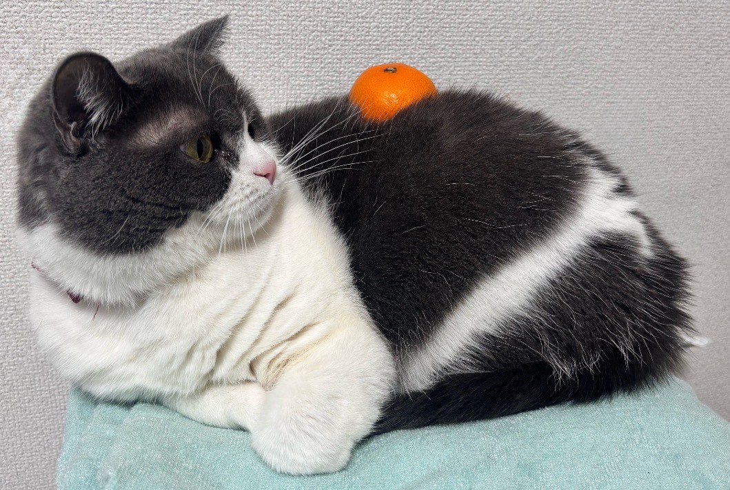 ぱんだ🐼⸜❤︎⸝