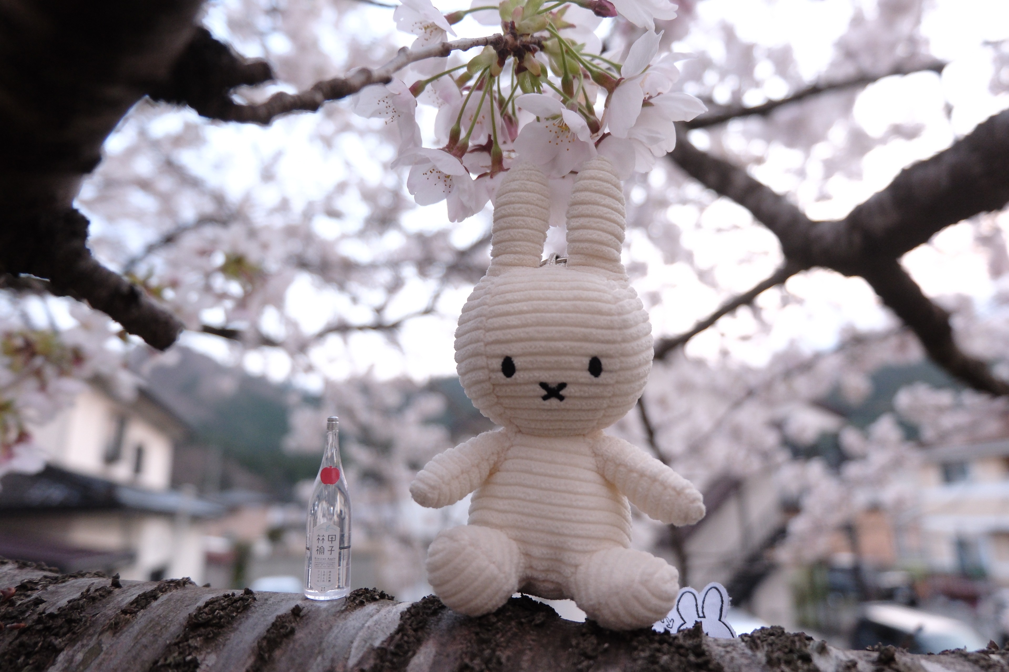 shiro.◇ 小夏ｶﾞﾁ勢