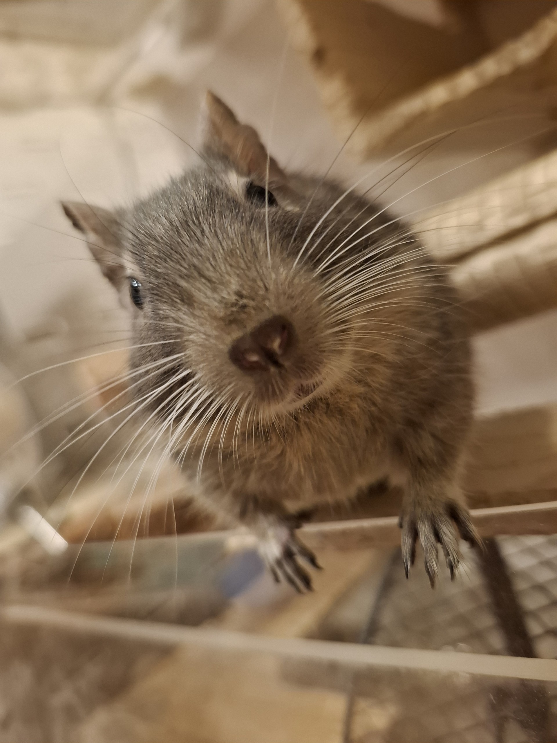 しお˙˚ʚ🐭ɞ˚˙