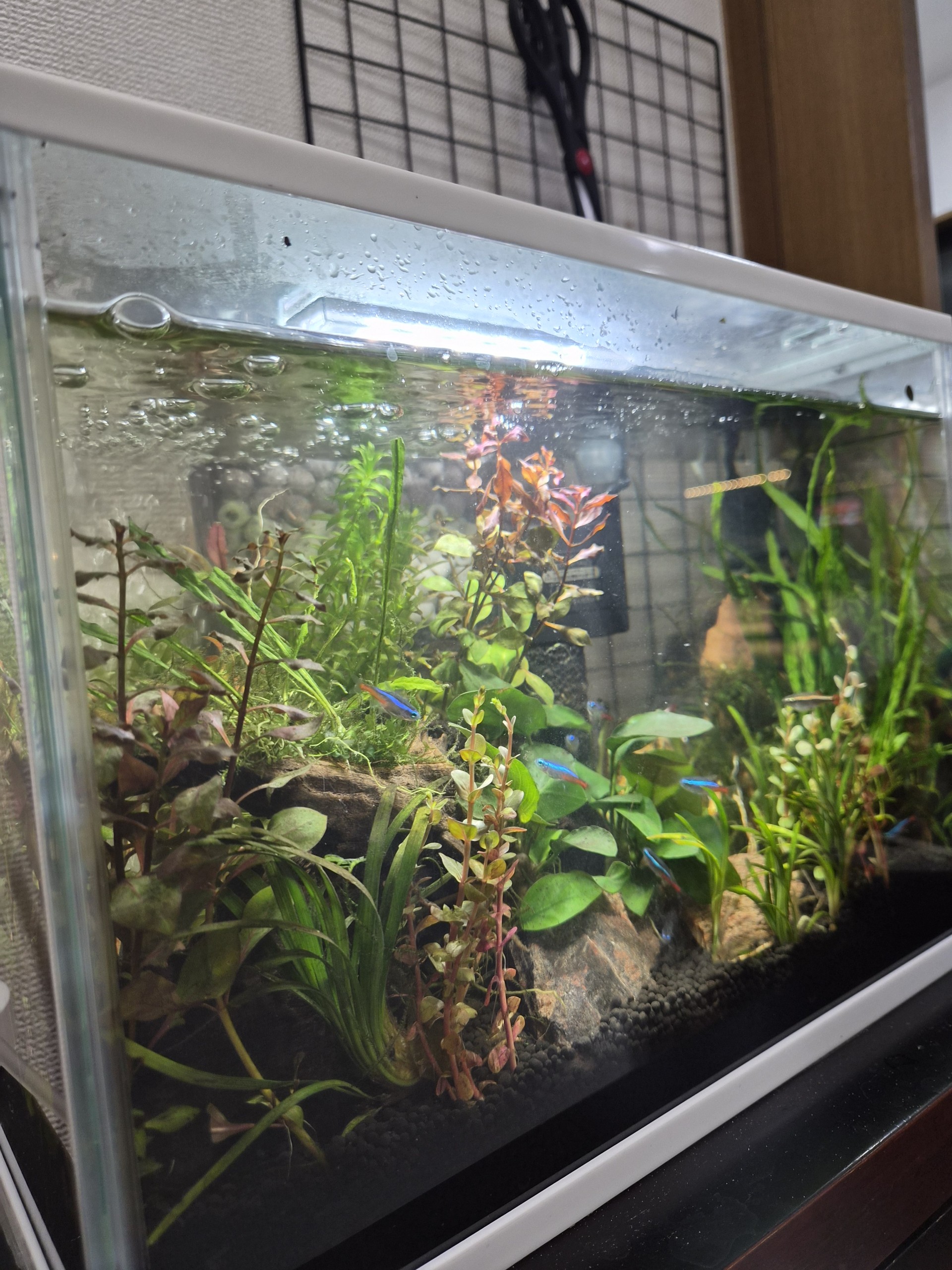 タニーさん＠かきたま