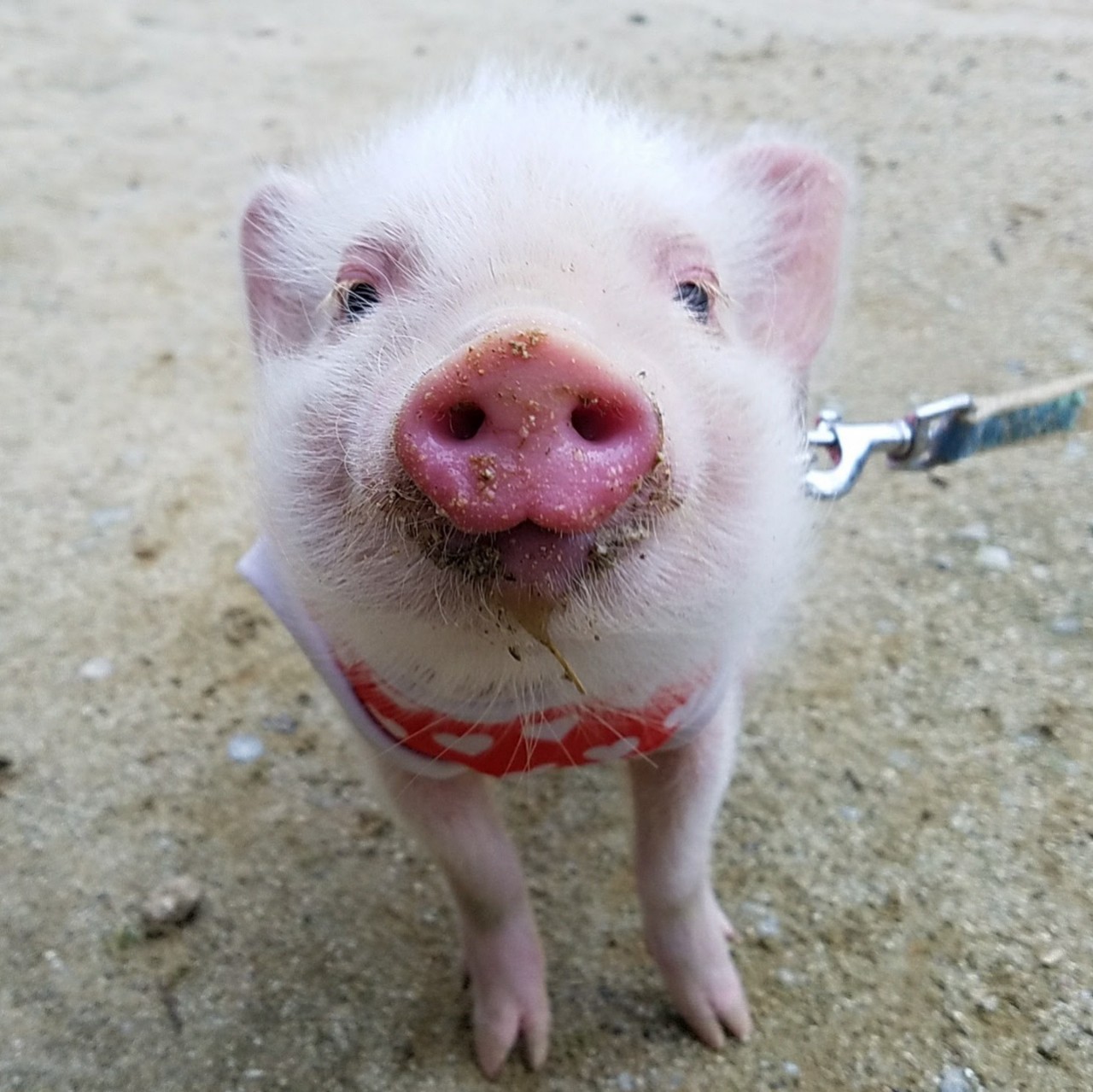 ドットしぃたん🐽