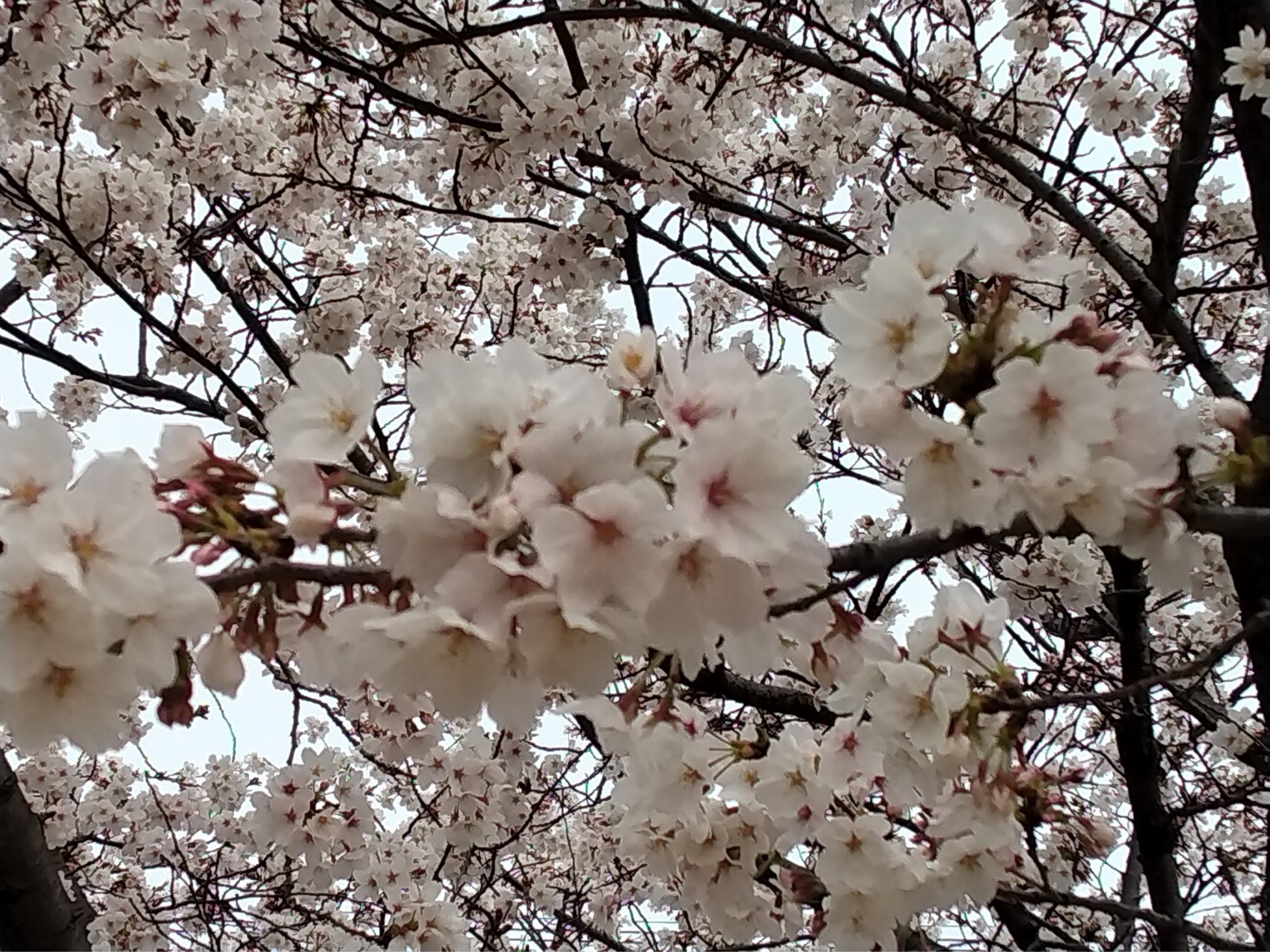 万葉さくら🌸