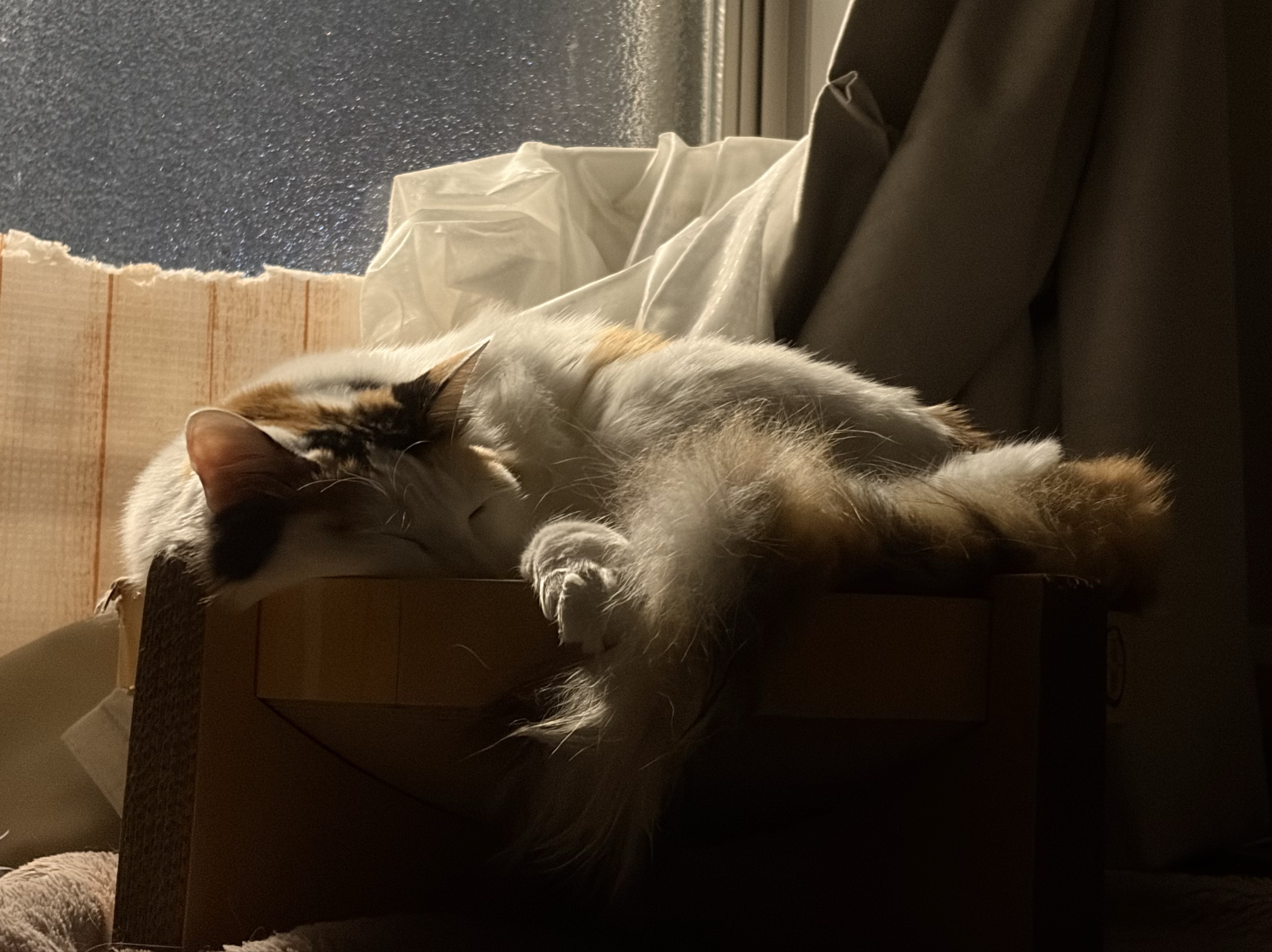 ま る こ ま 🦭⸒⸒@恐竜ハンター🦖🌾