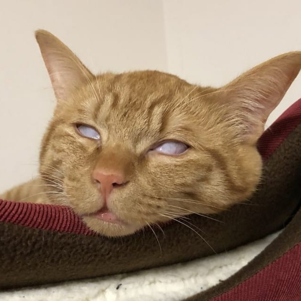 うたぐ