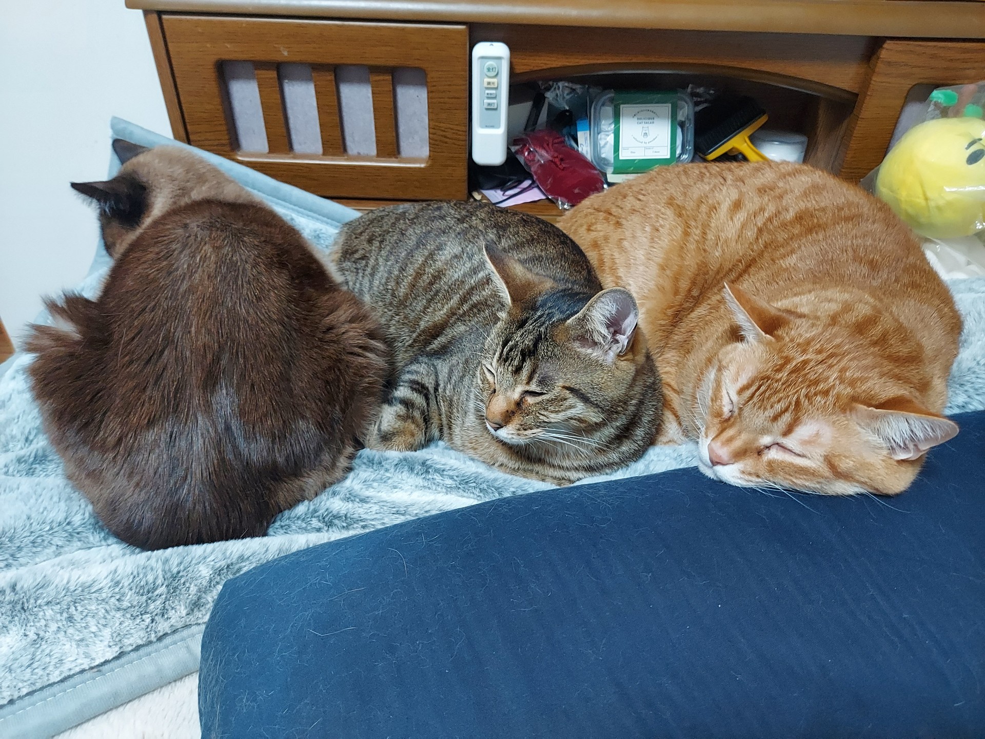 美香ฅ^•ω•^ฅ