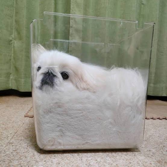 シャチ