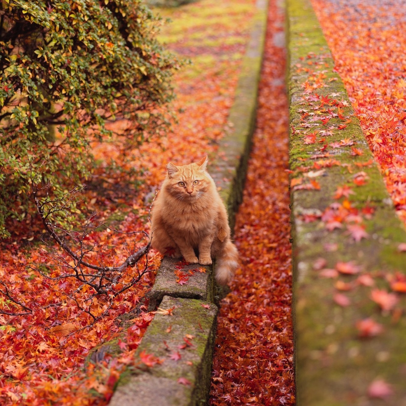 ラム  お仕事中