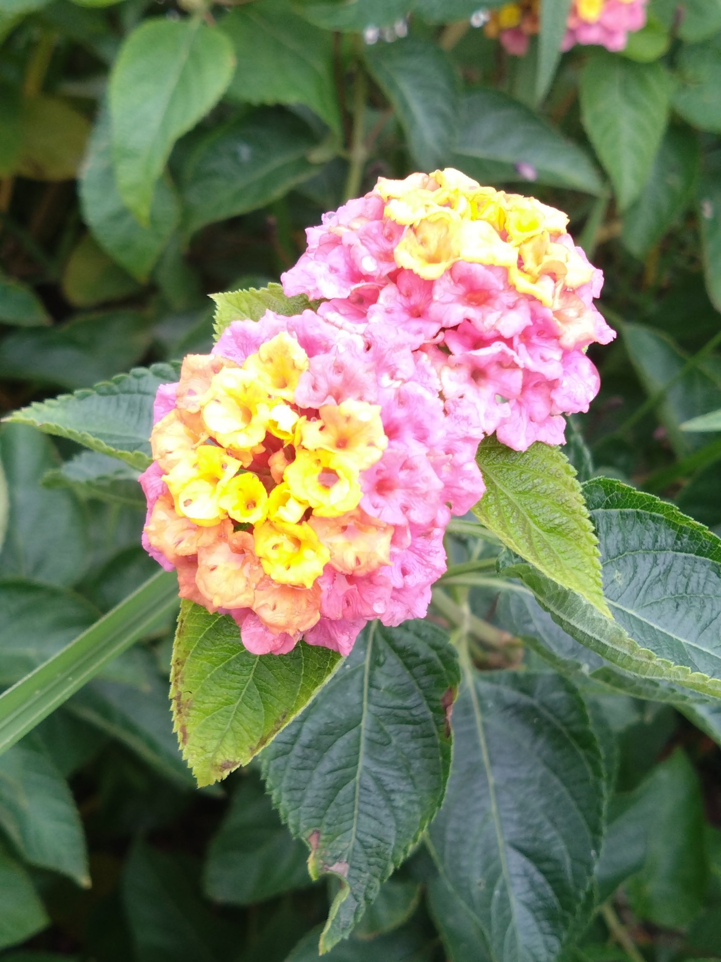 🍟栗子🍟logout🌷