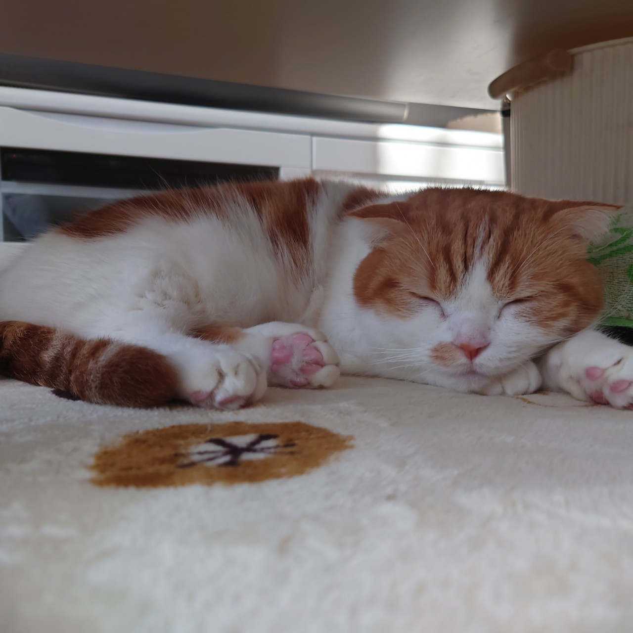 *☪︎けみにゃん