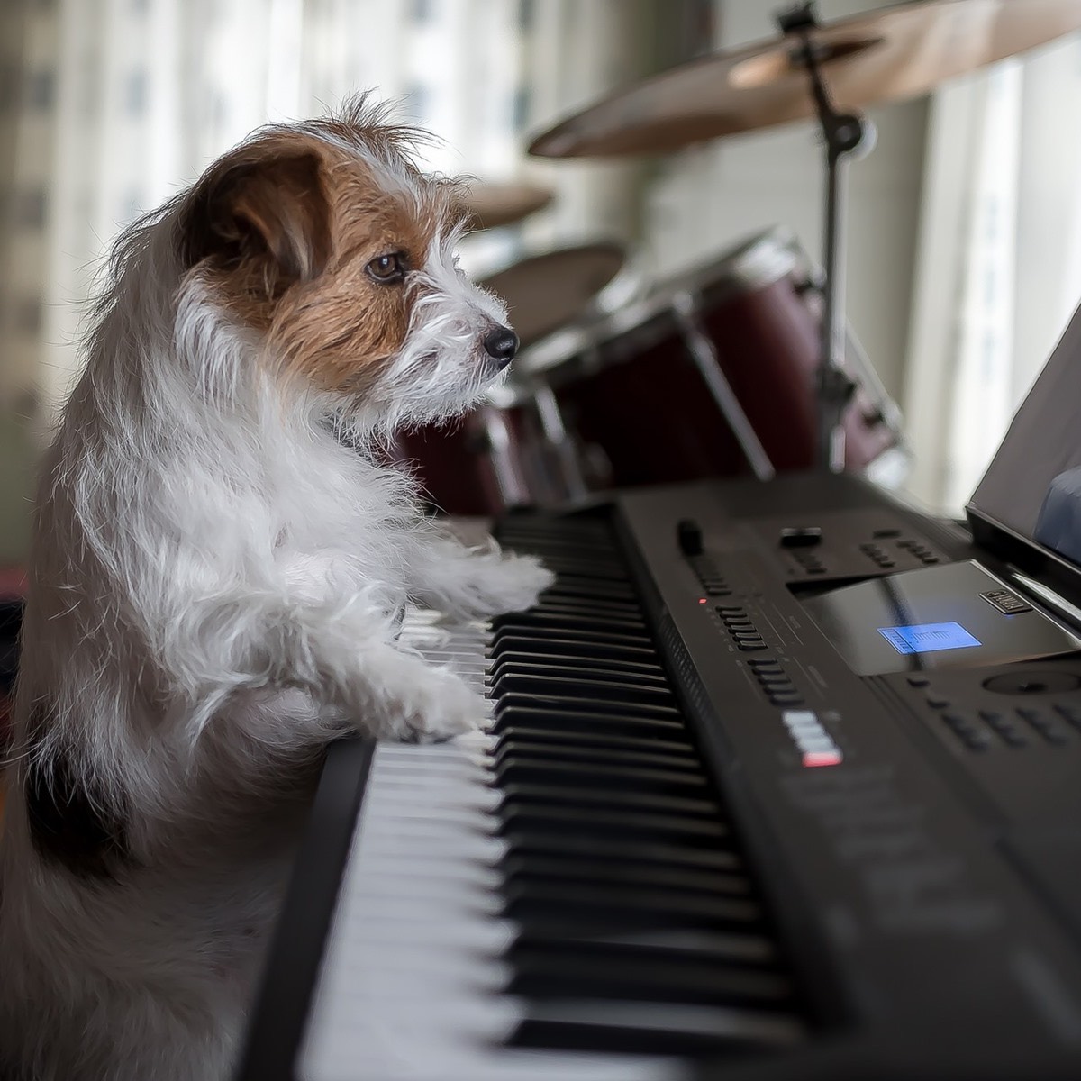 ホム 〔即興ピアノ〕