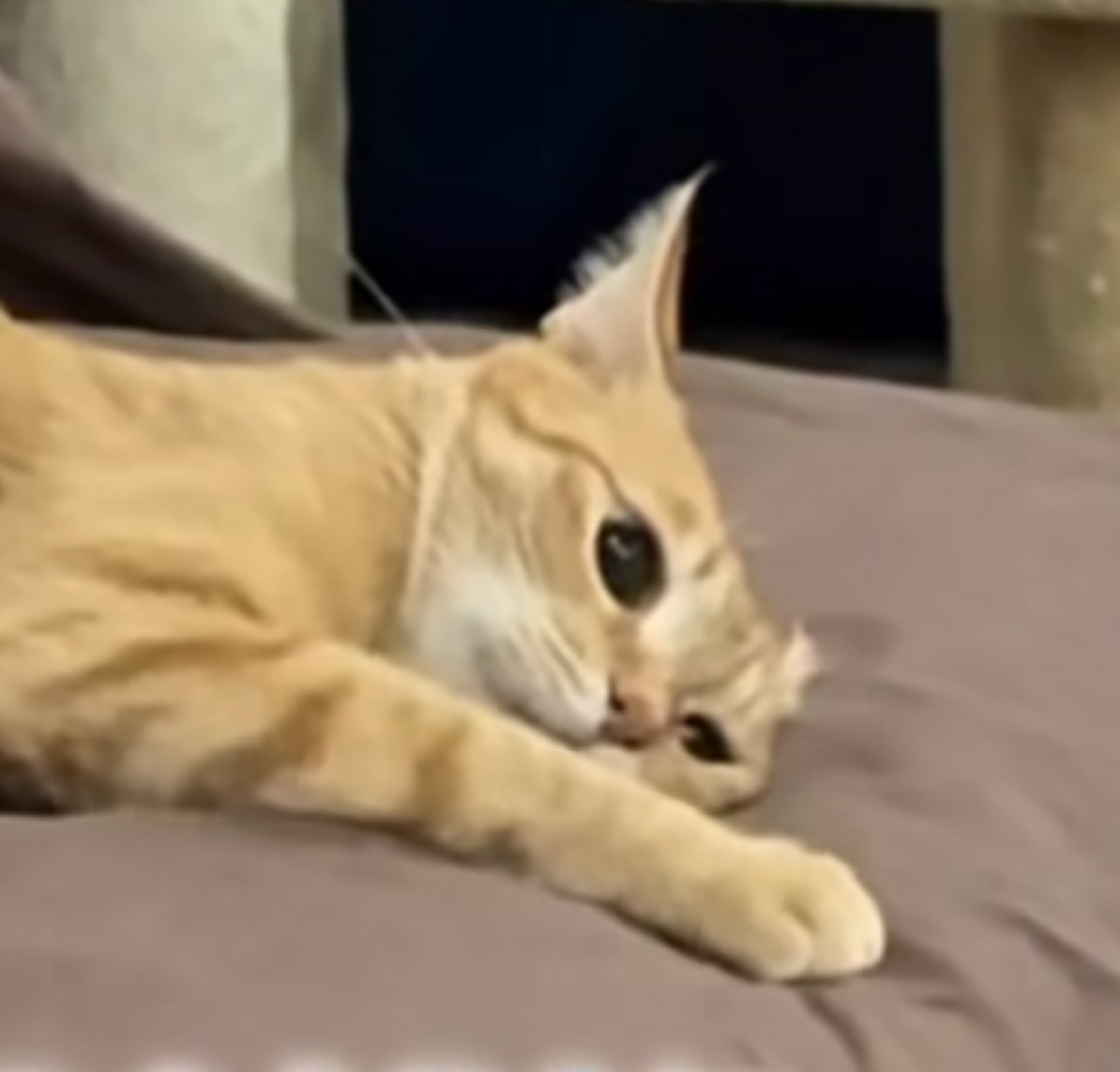 ましろさあああん