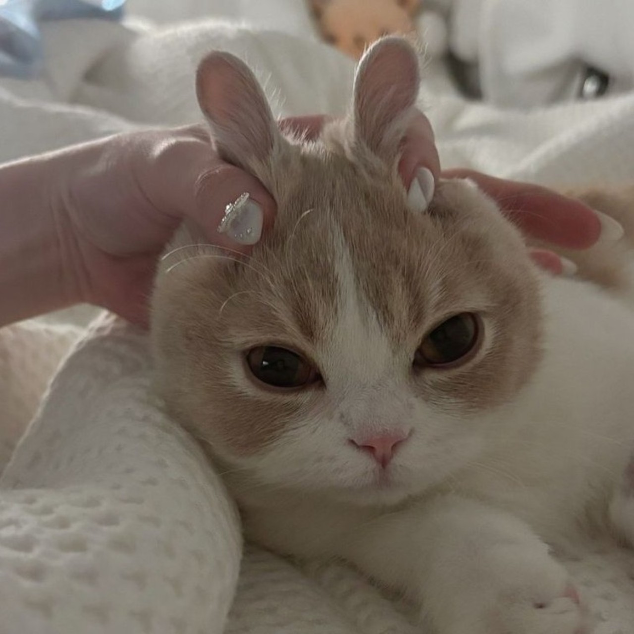 しき 𝓥ᩚ
