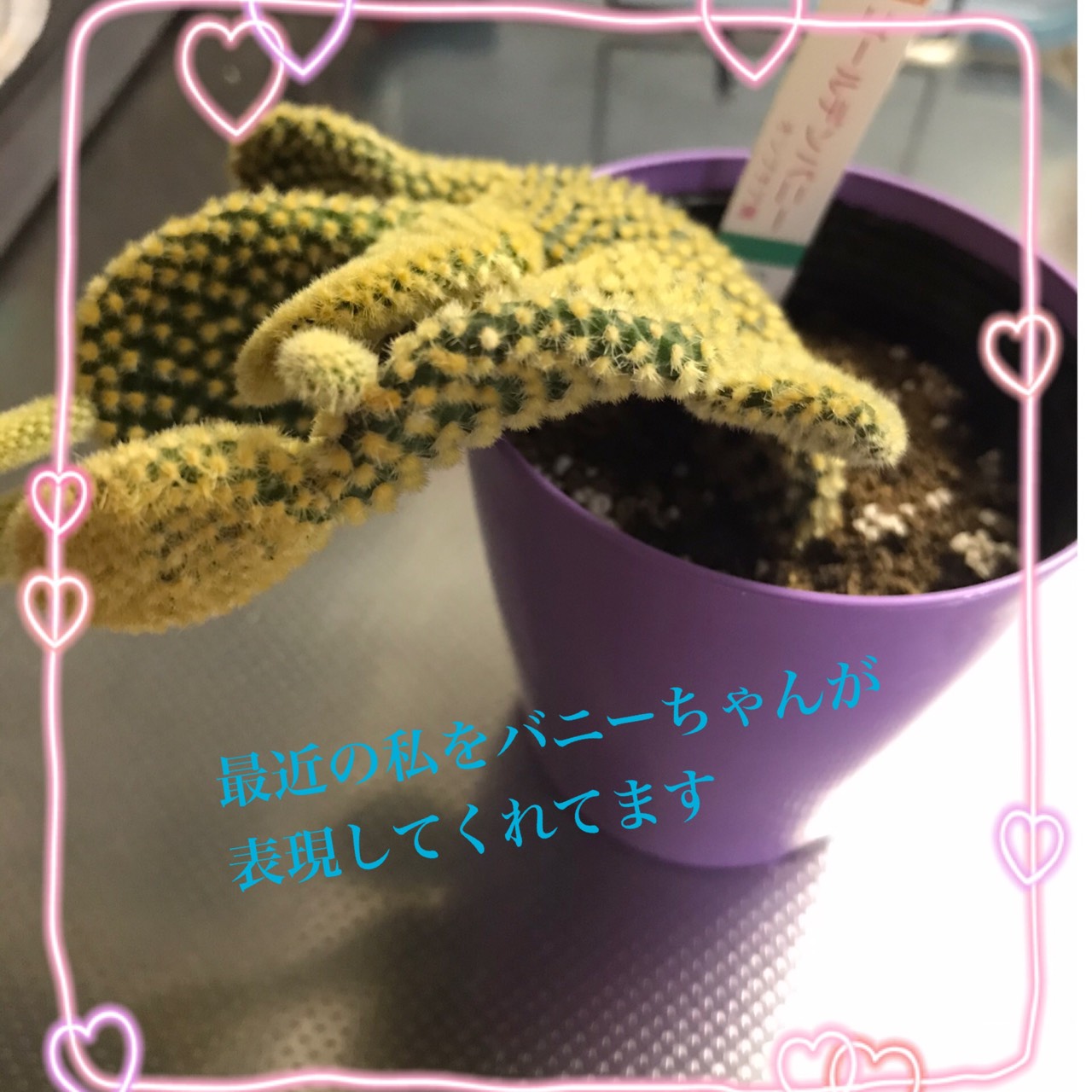 🌵🐡正解の栄養