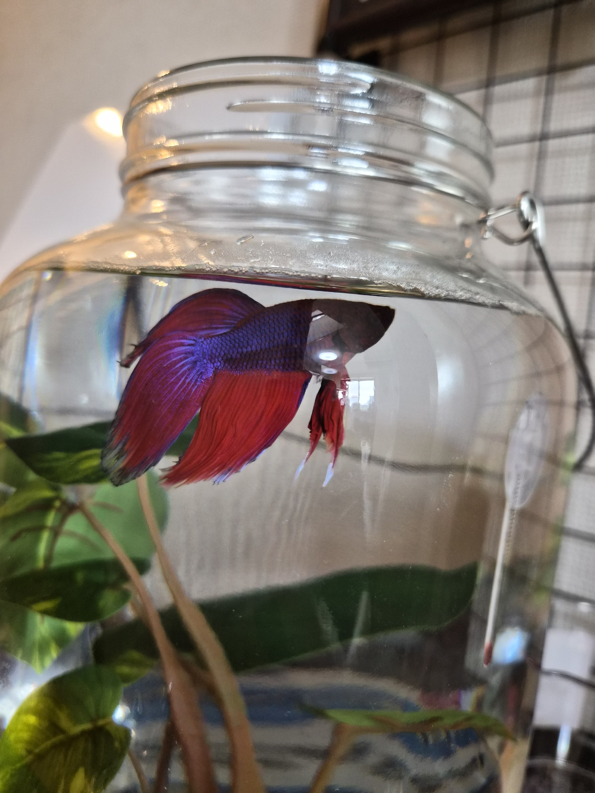 タニーさん