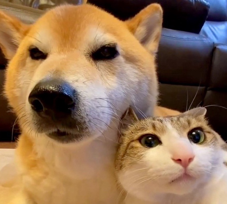 たこ焼きちゃん(・◎・)ｼﾞｭｰ