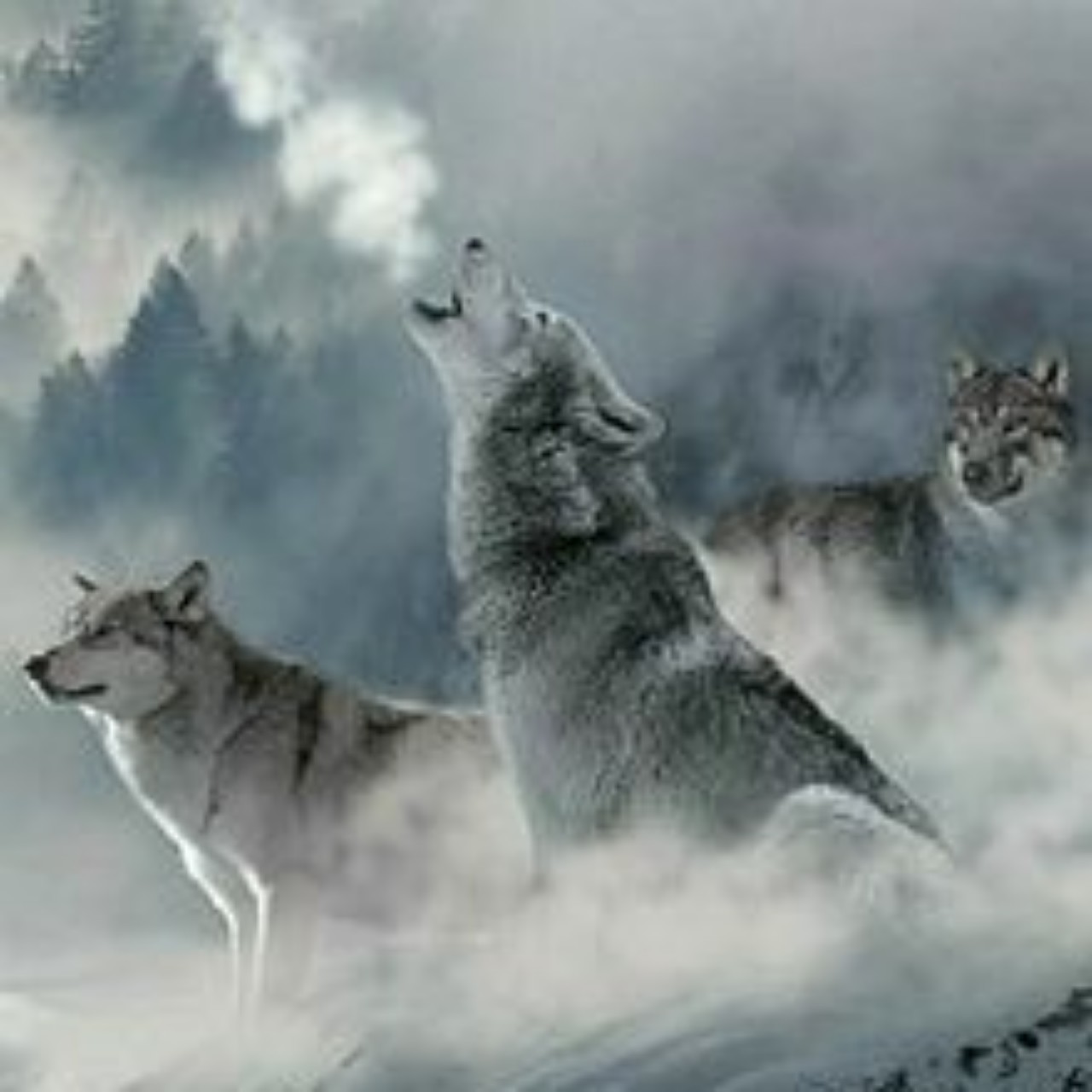 🐺KAINOJI(かいのじ)🐺