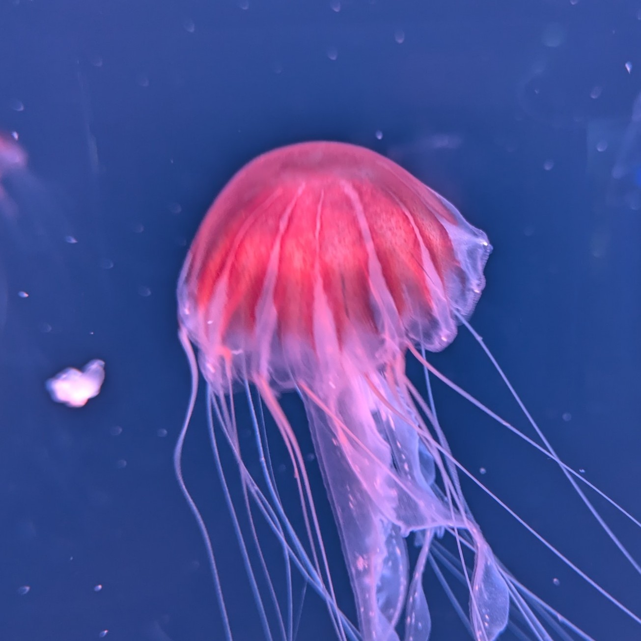 ぷぷ ଳ~ଳ~ ଳ~