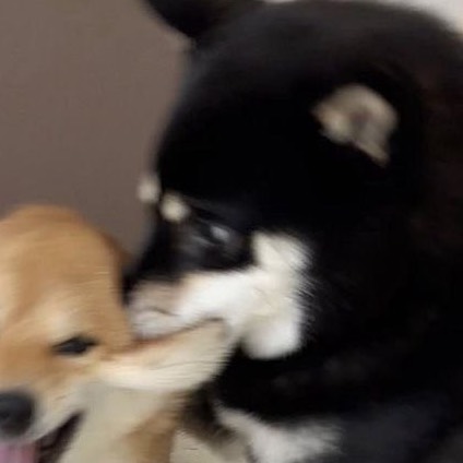 うた