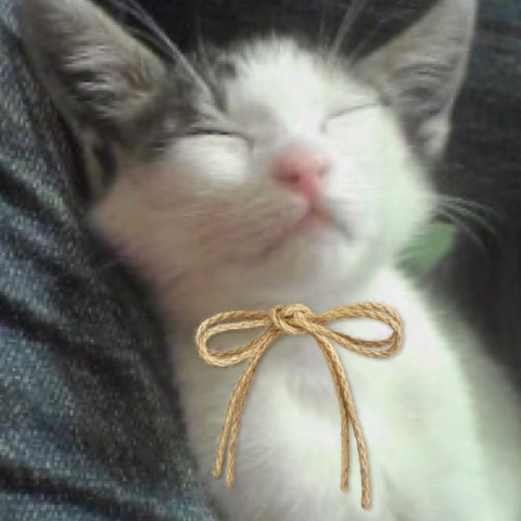 NiMo 真綾さんマニア