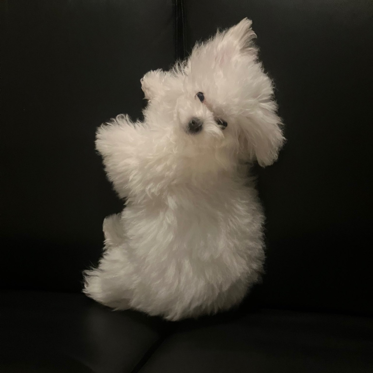 ヒミコ