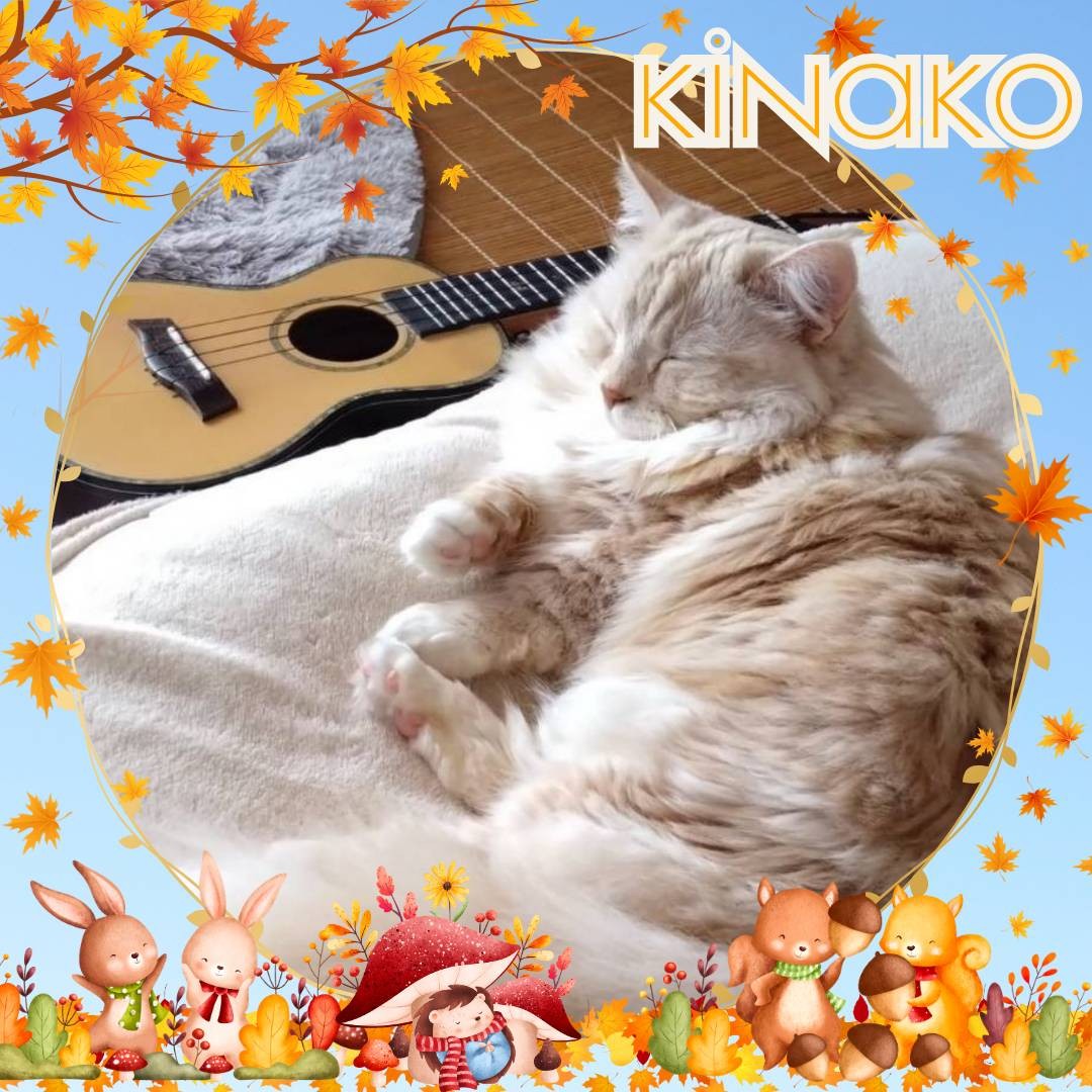 🫧𝓚☘︎︎きなこ⁎✧⡱