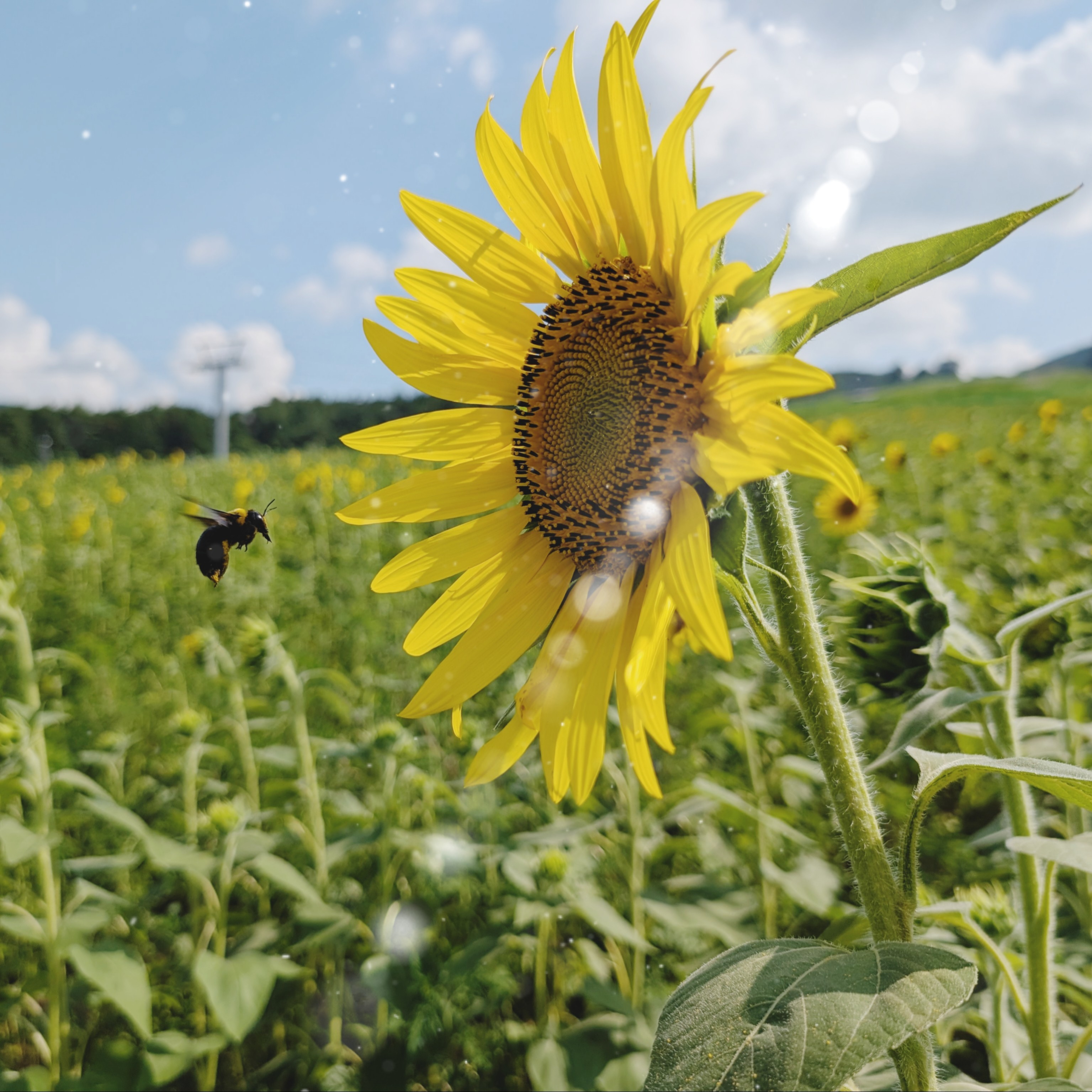 沙眩月姫🌕sakurazuki🌟