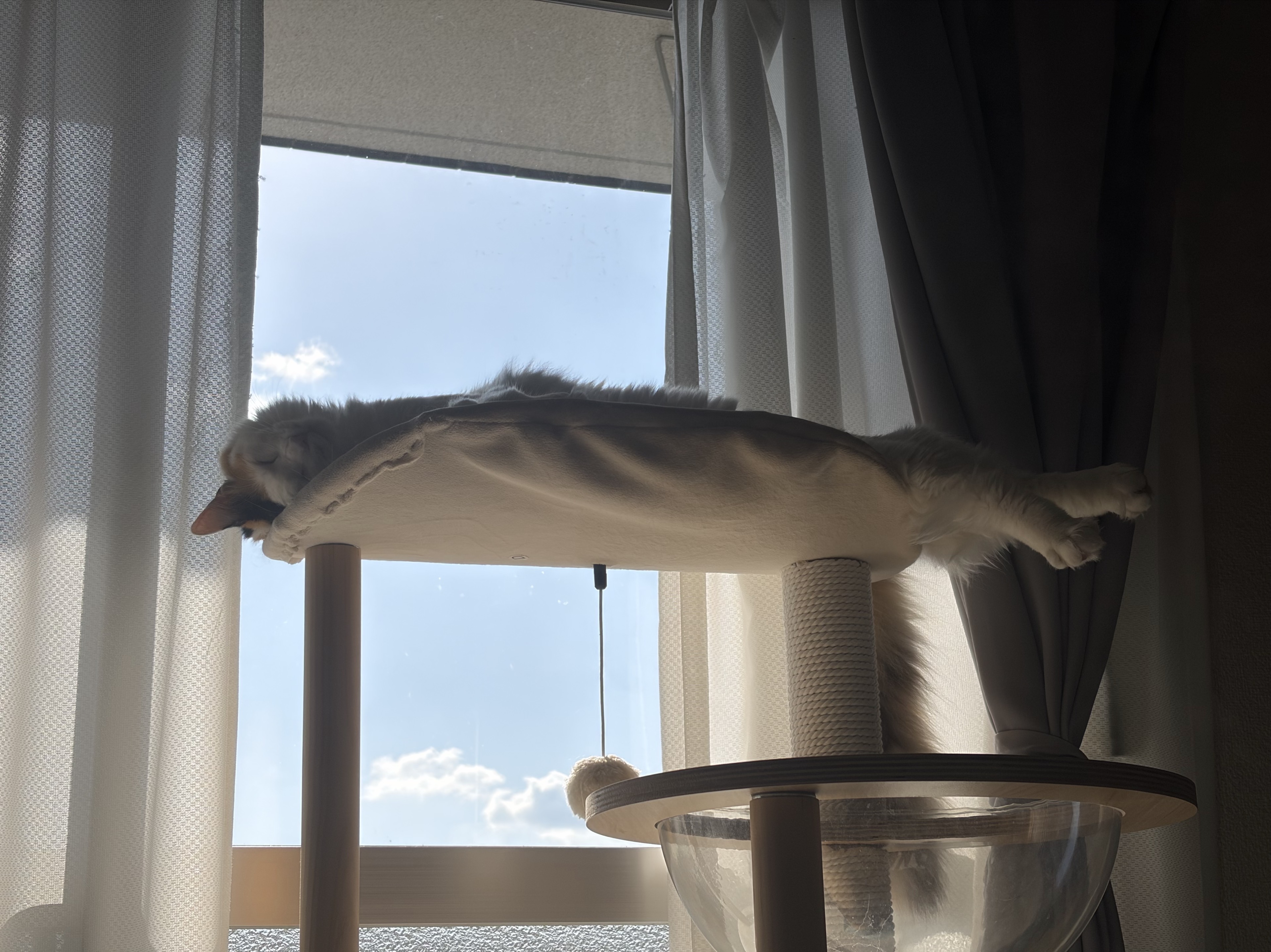 ま る こ ま 🦭⸒⸒@恐竜ハンター🦖🌾