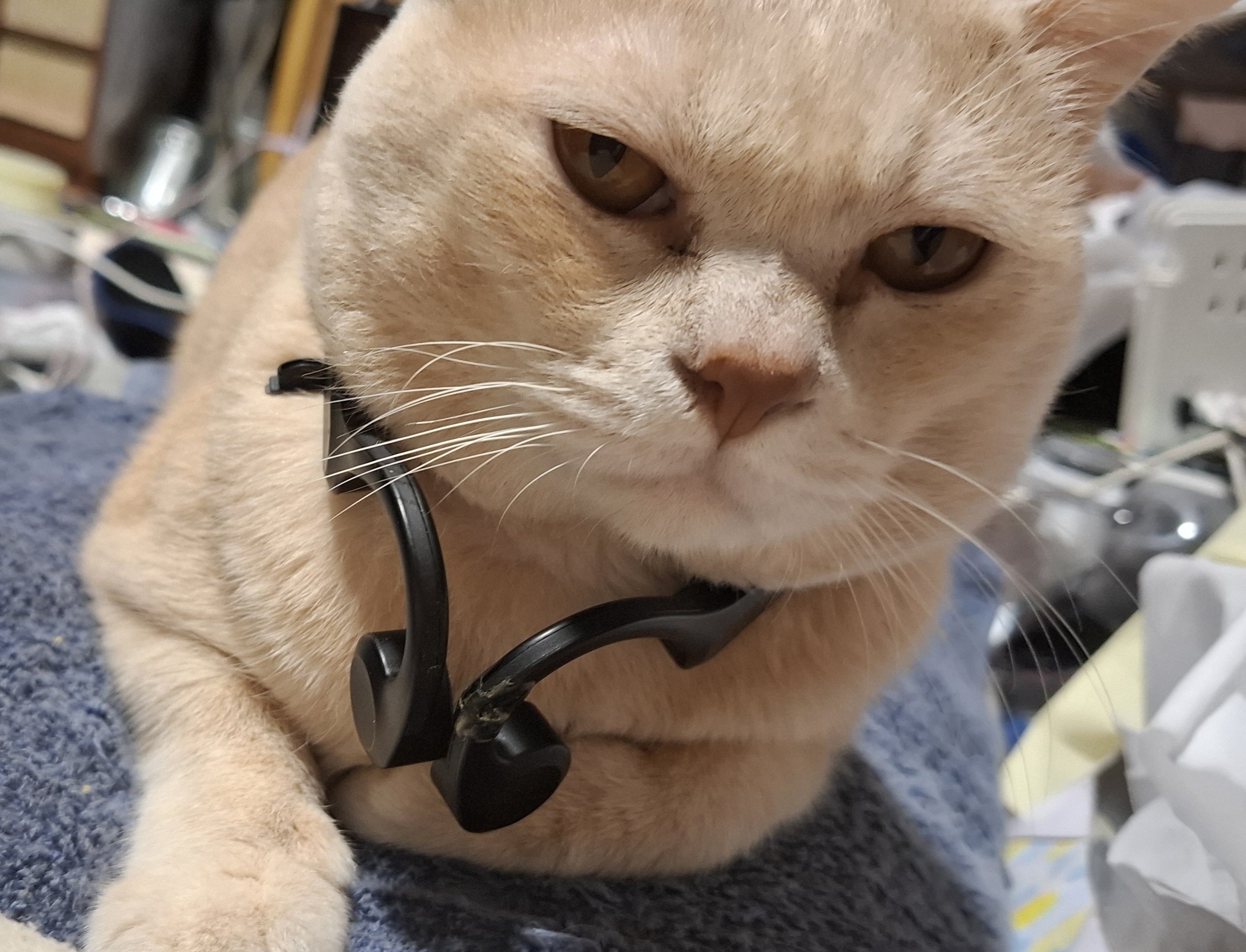 🎸∮☪ KoWKa(ｺｼｭｶ)