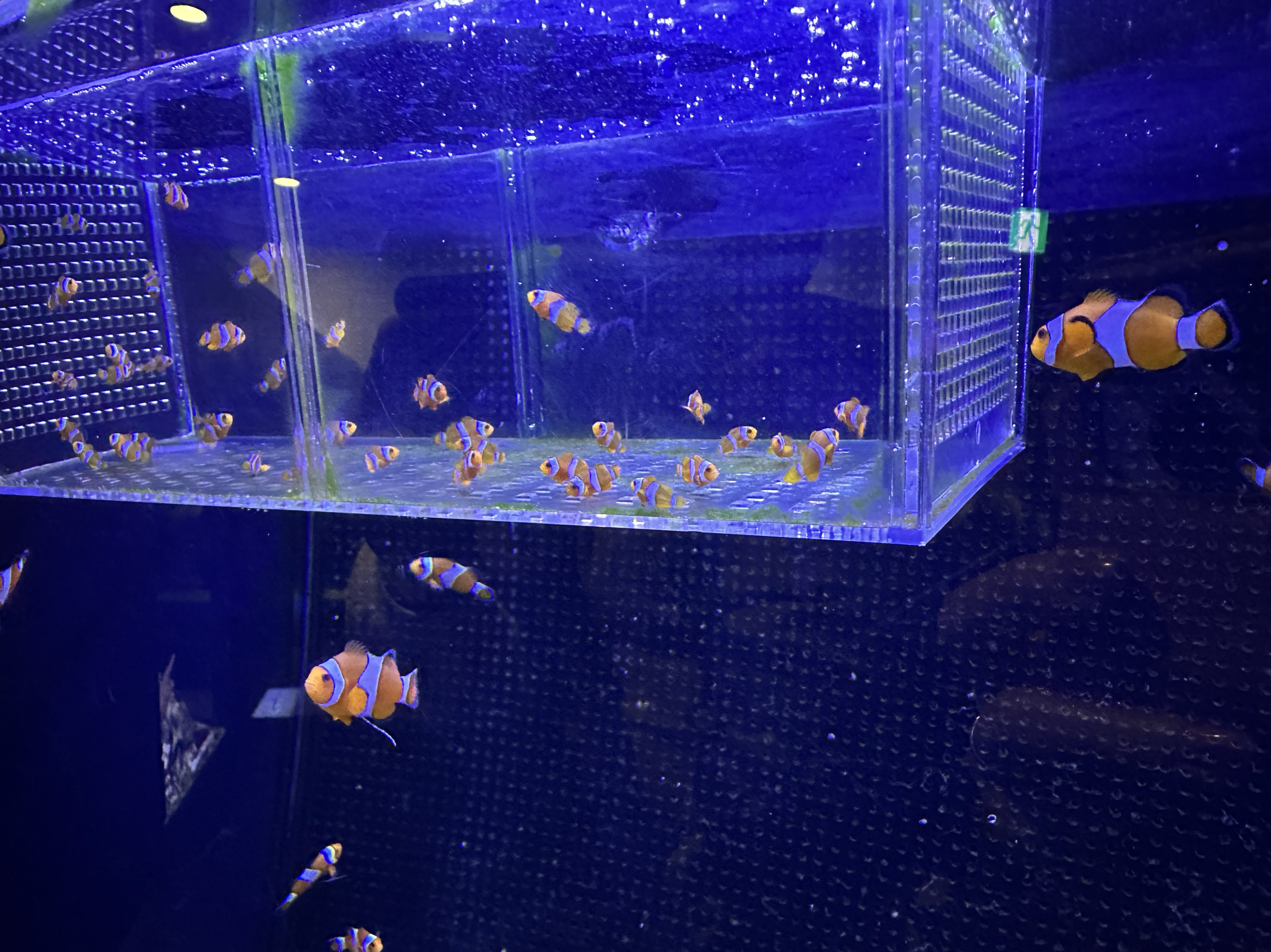 🦙翡θ翠🎸🎙