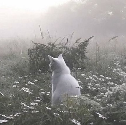 百々瀬
