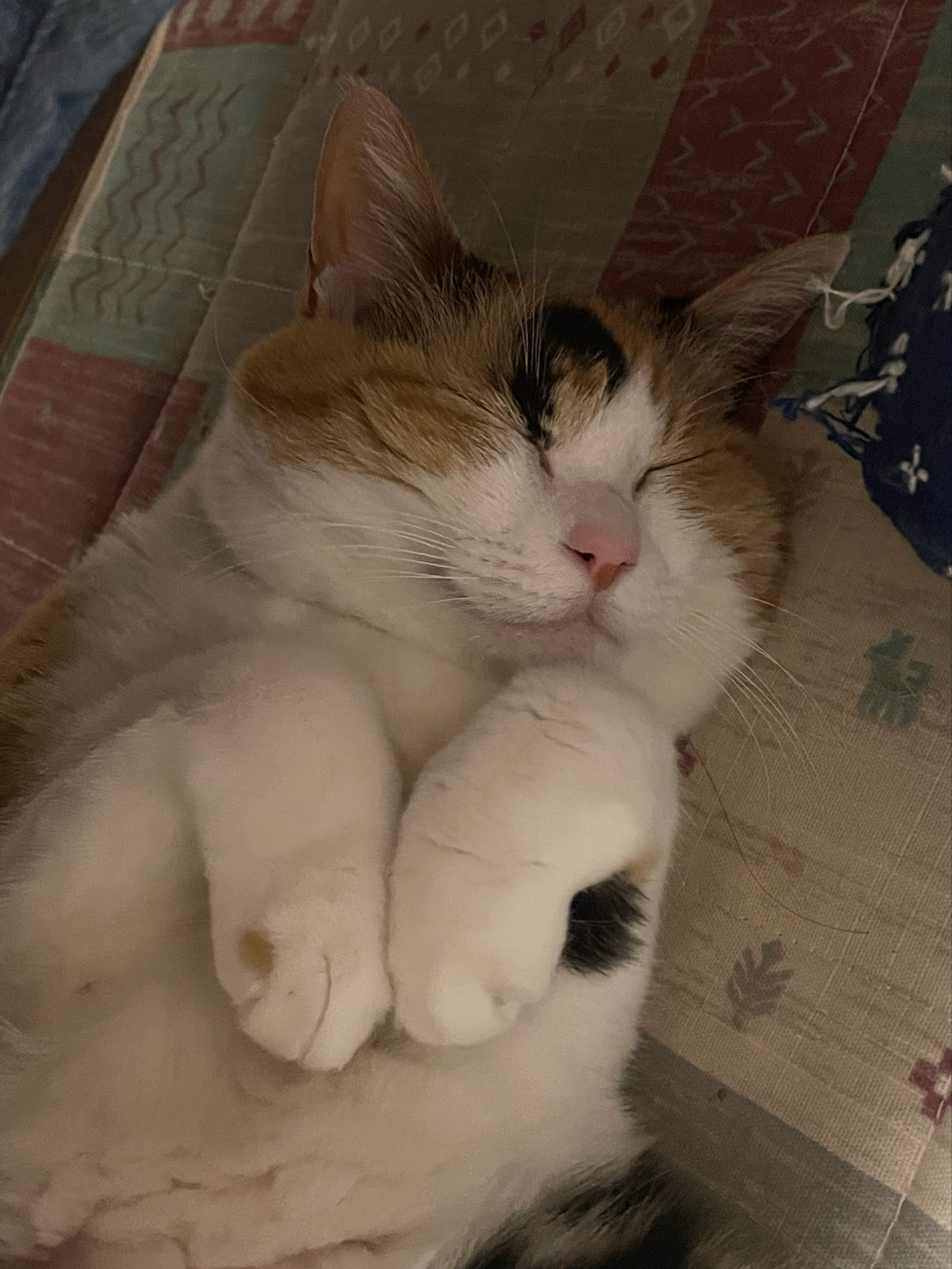 Spica❁⃘*.ﾟ🍉にゃーどる