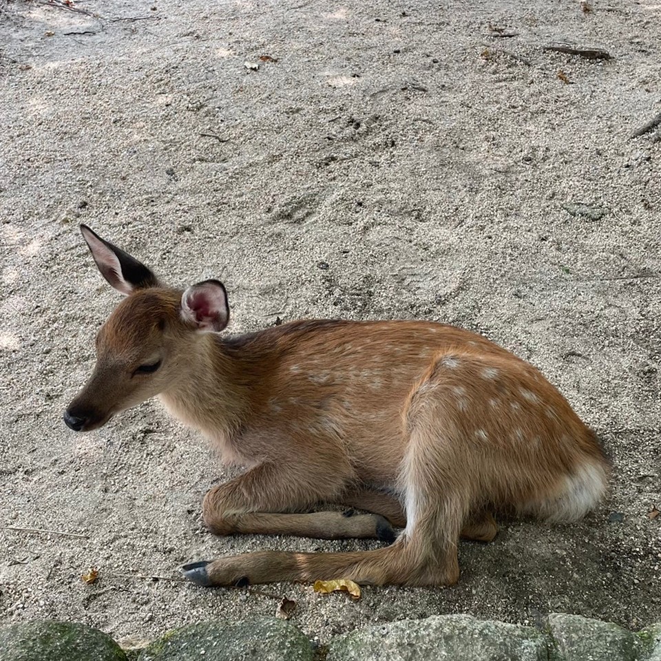 もぐり