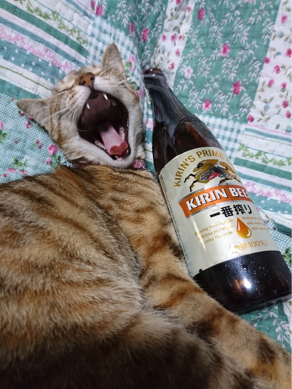 わしゃアサヒ派じゃ！